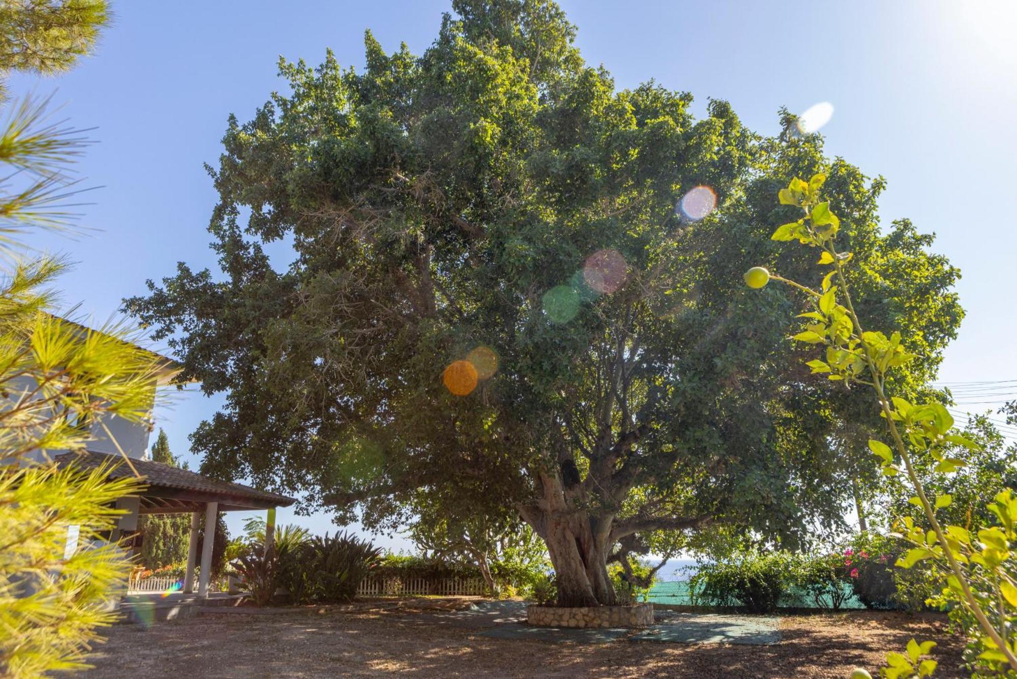 Sycamore Seaview * Ayía Nápa